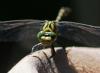 Onychogomphus forcipatus